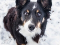 Hundemaedchen_Maggy_Border_Collie_Mischling_Mix_Winter_Schnee_Hundefotografie_Marburg (21)