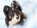Hundemaedchen_Maggy_Border_Collie_Mischling_Mix_Winter_Schnee_Hundefotografie_Marburg (25)