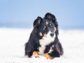 Hundemaedchen_Maggy_Border_Collie_Mischling_Mix_Winter_Schnee_Hundefotografie_Marburg (27)