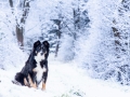 Hundemaedchen_Maggy_Border_Collie_Mischling_Mix_Winter_Schnee_Hundefotografie_Marburg (29)