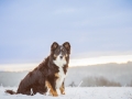 Hundemaedchen_Maggy_Border_Collie_Mischling_Mix_Winter_Schnee_Hundefotografie_Marburg (5)