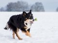 Hundemaedchen_Maggy_Border_Collie_Mischling_Mix_Winter_Schnee_Hundefotografie_Marburg (7)