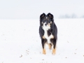 Hundemaedchen_Maggy_Border_Collie_Mischling_Mix_Winter_Schnee_Hundefotografie_Marburg (9)