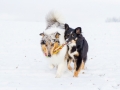 Hundemaedchen_Maggy_Gaia_Border_Rough_Collie_Mix_Hundefreunde_Freunde_Winter_Schnee_Hundefotografie_Marburg (11)