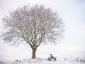 Hundemaedchen_Maggy_Gaia_Border_Rough_Collie_Mix_Hundefreunde_Freunde_Winter_Schnee_Hundefotografie_Marburg (3)