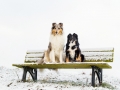 Hundemaedchen_Maggy_Gaia_Border_Rough_Collie_Mix_Hundefreunde_Freunde_Winter_Schnee_Hundefotografie_Marburg (5)