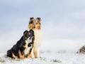 Hundemaedchen_Maggy_Gaia_Border_Rough_Collie_Mix_Hundefreunde_Freunde_Winter_Schnee_Hundefotografie_Marburg (7)