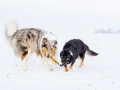 Hundemaedchen_Maggy_Gaia_Border_Rough_Collie_Mix_Hundefreunde_Freunde_Winter_Schnee_Hundefotografie_Marburg (9)