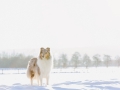 Hundemaedchen_Gaia_Langhaarcollie_Collie_Rough_bluemerle_Schnee_Winter_2015_Hund_Maedchen_Huendin (1)