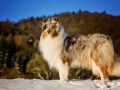 Hundemaedchen_Gaia_Langhaarcollie_Collie_Rough_bluemerle_Schnee_Winter_2015_Hund_Maedchen_Huendin (13)