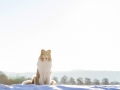 Hundemaedchen_Gaia_Langhaarcollie_Collie_Rough_bluemerle_Schnee_Winter_2015_Hund_Maedchen_Huendin (3)