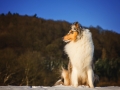Hundemaedchen_Gaia_Langhaarcollie_Collie_Rough_bluemerle_Schnee_Winter_2015_Hund_Maedchen_Huendin (7)