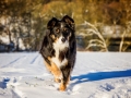 Hundemaedchen_Maggy_Border_Collie_Mischling_Mix_tricolor_Schnee_Winter_2015_Hund_Maedchen_Huendin (1)