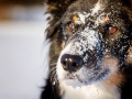 Hundemaedchen_Maggy_Border_Collie_Mischling_Mix_tricolor_Schnee_Winter_2015_Hund_Maedchen_Huendin (5)