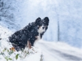 Border_Collie_Mischling_Maggy_tricolor_Hundefotografie_Marburg_Tierfotografie_Schnee_Winter_Fotografin_Christine_Hemlep (1).jpg