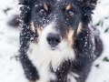 Border_Collie_Mischling_Maggy_tricolor_Hundefotografie_Marburg_Tierfotografie_Schnee_Winter_Fotografin_Christine_Hemlep (3).jpg