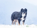 Border_Collie_Mischling_Maggy_tricolor_Hundefotografie_Marburg_Tierfotografie_Schnee_Winter_Fotografin_Christine_Hemlep (5).jpg