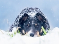 Border_Collie_Mischling_Maggy_tricolor_Hundefotografie_Marburg_Tierfotografie_Schnee_Winter_Fotografin_Christine_Hemlep (7).jpg