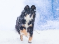 Border_Collie_Mischling_Maggy_tricolor_Hundefotografie_Marburg_Tierfotografie_Schnee_Winter_Fotografin_Christine_Hemlep (9).jpg