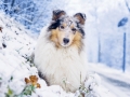 Langhaarcollie_Rough_Collie_Gaia_bluemerle_Hundefotografie_Marburg_Tierfotografie_Schnee_Winter_Fotografin_Christine_Hemlep (1).jpg