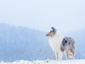 Langhaarcollie_Rough_Collie_Gaia_bluemerle_Hundefotografie_Marburg_Tierfotografie_Schnee_Winter_Fotografin_Christine_Hemlep (11).jpg