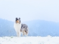 Langhaarcollie_Rough_Collie_Gaia_bluemerle_Hundefotografie_Marburg_Tierfotografie_Schnee_Winter_Fotografin_Christine_Hemlep (13).jpg