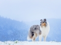 Langhaarcollie_Rough_Collie_Gaia_bluemerle_Hundefotografie_Marburg_Tierfotografie_Schnee_Winter_Fotografin_Christine_Hemlep (15).jpg