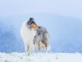 Langhaarcollie_Rough_Collie_Gaia_bluemerle_Hundefotografie_Marburg_Tierfotografie_Schnee_Winter_Fotografin_Christine_Hemlep (21).jpg