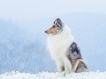 Langhaarcollie_Rough_Collie_Gaia_bluemerle_Hundefotografie_Marburg_Tierfotografie_Schnee_Winter_Fotografin_Christine_Hemlep (23).jpg