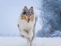 Langhaarcollie_Rough_Collie_Gaia_bluemerle_Hundefotografie_Marburg_Tierfotografie_Schnee_Winter_Fotografin_Christine_Hemlep (27).jpg