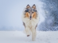 Langhaarcollie_Rough_Collie_Gaia_bluemerle_Hundefotografie_Marburg_Tierfotografie_Schnee_Winter_Fotografin_Christine_Hemlep (29).jpg