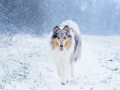 Langhaarcollie_Rough_Collie_Gaia_bluemerle_Hundefotografie_Marburg_Tierfotografie_Schnee_Winter_Fotografin_Christine_Hemlep (3).jpg