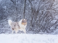 Langhaarcollie_Rough_Collie_Gaia_bluemerle_Hundefotografie_Marburg_Tierfotografie_Schnee_Winter_Fotografin_Christine_Hemlep (31).jpg