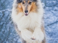 Langhaarcollie_Rough_Collie_Gaia_bluemerle_Hundefotografie_Marburg_Tierfotografie_Schnee_Winter_Fotografin_Christine_Hemlep (33).jpg