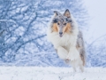 Langhaarcollie_Rough_Collie_Gaia_bluemerle_Hundefotografie_Marburg_Tierfotografie_Schnee_Winter_Fotografin_Christine_Hemlep (35).jpg