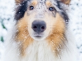 Langhaarcollie_Rough_Collie_Gaia_bluemerle_Hundefotografie_Marburg_Tierfotografie_Schnee_Winter_Fotografin_Christine_Hemlep (7).jpg