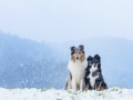 Langhaarcollie_Rough__Border_Collie_Gaia_Maggy_tricolor_bluemerle_Hundefotografie_Marburg_Tierfotografie_Schnee_Winter (1).jpg