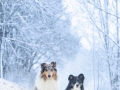 Langhaarcollie_Rough__Border_Collie_Gaia_Maggy_tricolor_bluemerle_Hundefotografie_Marburg_Tierfotografie_Schnee_Winter (3).jpg