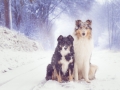 Langhaarcollie_Rough__Border_Collie_Gaia_Maggy_tricolor_bluemerle_Hundefotografie_Marburg_Tierfotografie_Schnee_Winter (7).jpg