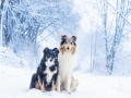 Langhaarcollie_Rough__Border_Collie_Gaia_Maggy_tricolor_bluemerle_Hundefotografie_Marburg_Tierfotografie_Schnee_Winter (8).jpg