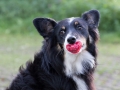 Border_Collie_Mischling_Maggy_tricolor_schnuller_senior (1)