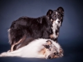 Border_Collie_Mischling_Maggy_tricolor_Langhaarcollie_Collie_bluemerle_HemlepFotografie_Marburg_Hundefotografie_Tierfotografie_Hund (1)