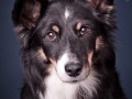Border_Collie_Mischling_Maggy_tricolor_Senior_HemlepFotografie_Marburg_Hundefotografie_Tierfotografie_Hund (1)
