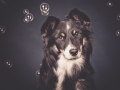 Border_Collie_Mischling_Maggy_tricolor_Senior_HemlepFotografie_Marburg_Hundefotografie_Tierfotografie_Hund (12)