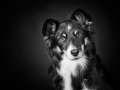 Border_Collie_Mischling_Maggy_tricolor_Senior_HemlepFotografie_Marburg_Hundefotografie_Tierfotografie_Hund (5)