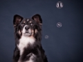 Border_Collie_Mischling_Maggy_tricolor_Senior_HemlepFotografie_Marburg_Hundefotografie_Tierfotografie_Hund (7)