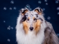 Langhaarcollie_Collie_Rough_Gaia_bluemerle_HemlepFotografie_Marburg_Hundefotografie_Tierfotografie_Hund (1)