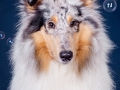 Langhaarcollie_Collie_Rough_Gaia_bluemerle_HemlepFotografie_Marburg_Hundefotografie_Tierfotografie_Hund (8)