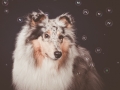 Langhaarcollie_Collie_Rough_Gaia_bluemerle_HemlepFotografie_Marburg_Hundefotografie_Tierfotografie_Hund (5)