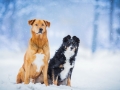 Aiko_Maggy_Tierfotografie_Hundefotografie_Marburg_Fotografin_Christine_Hemlep_Fotoshooting_Hund_Mischling_Bordercollie_Mix_Winter_Schnee (4)